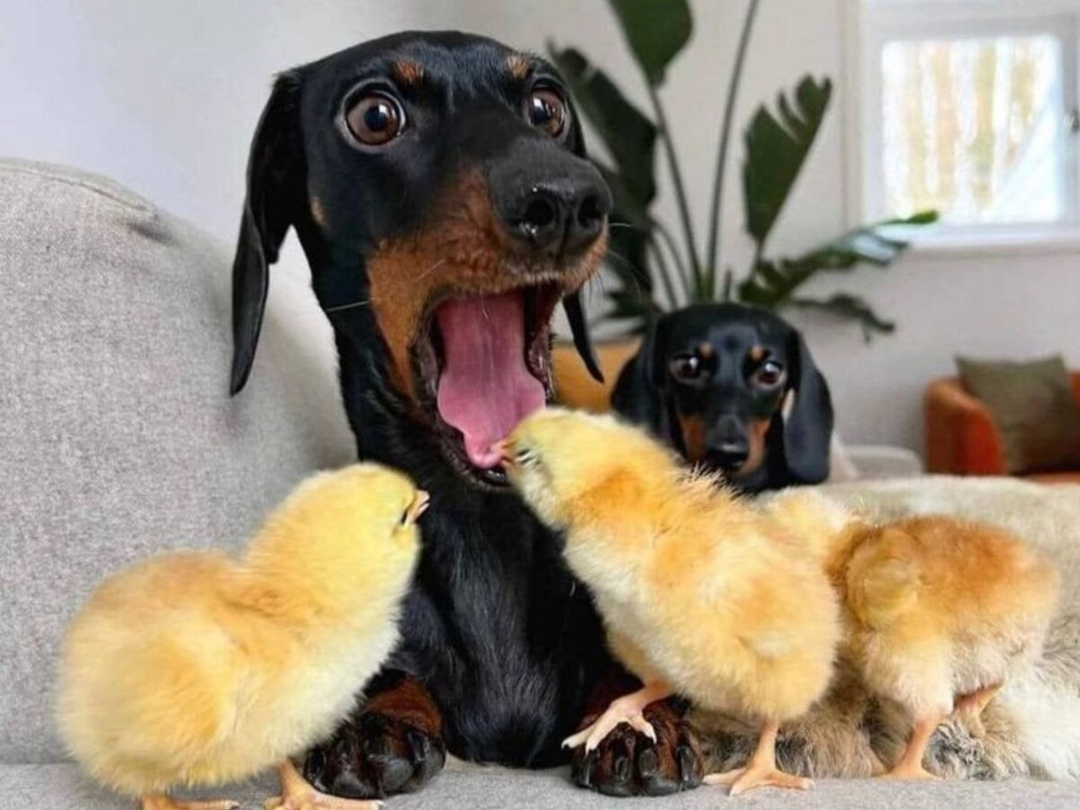 Фото из свободных источников