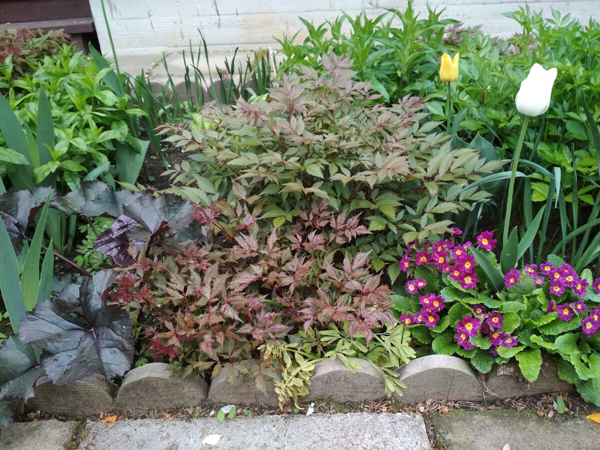 В течение мая побеги астильбы сначала бронзовеют, а затем зеленеют. 