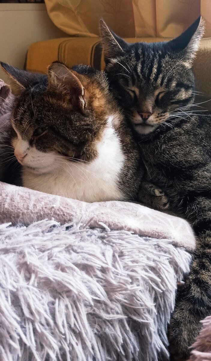 Кекс и Смурфик