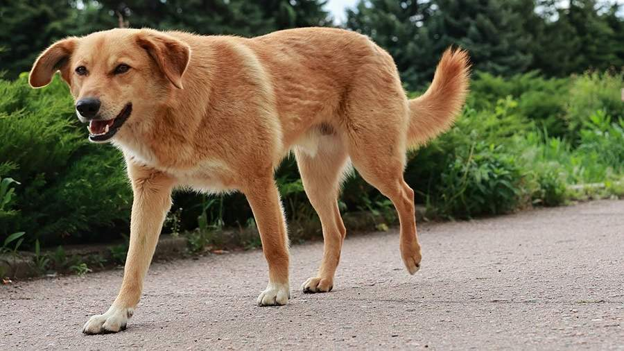 Фото: ИЗВЕСТИЯ/Павел Волков
