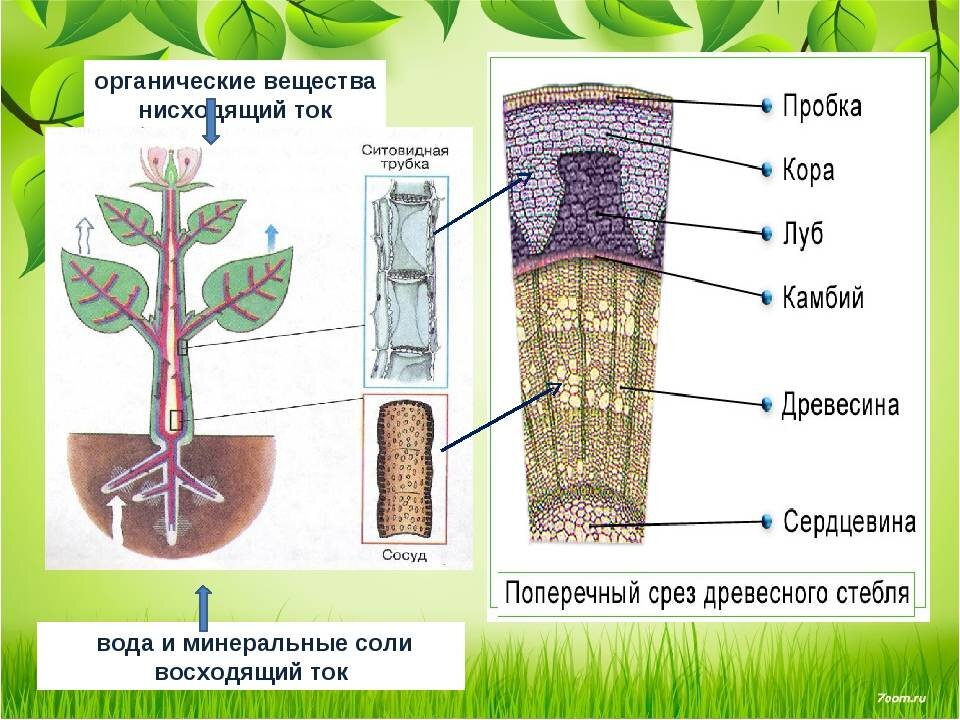 Проводить корень. Транспорт воды и Минеральных веществ. Передвижение веществ у растений. Передвижение Минеральных веществ в растении. Транспорт веществ у растений.