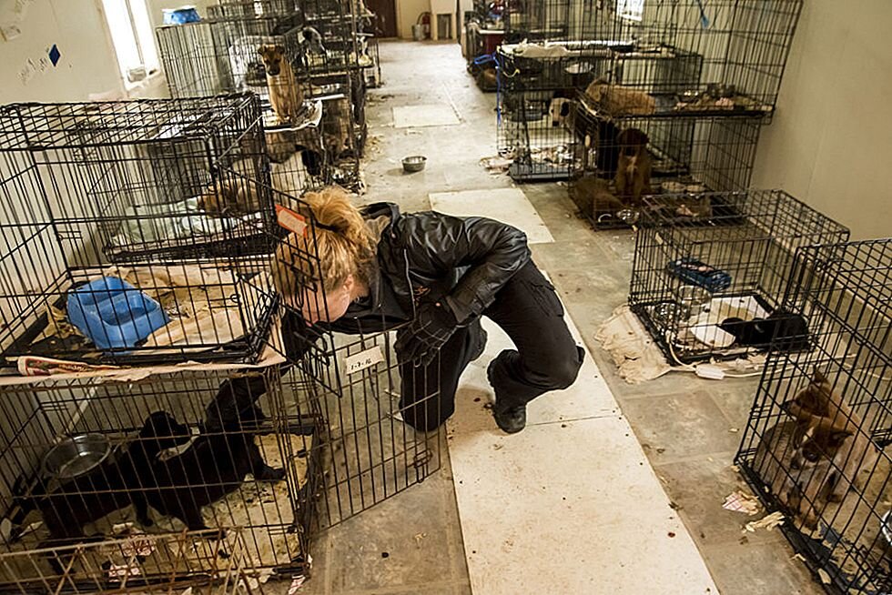 Из свободного источника интернета