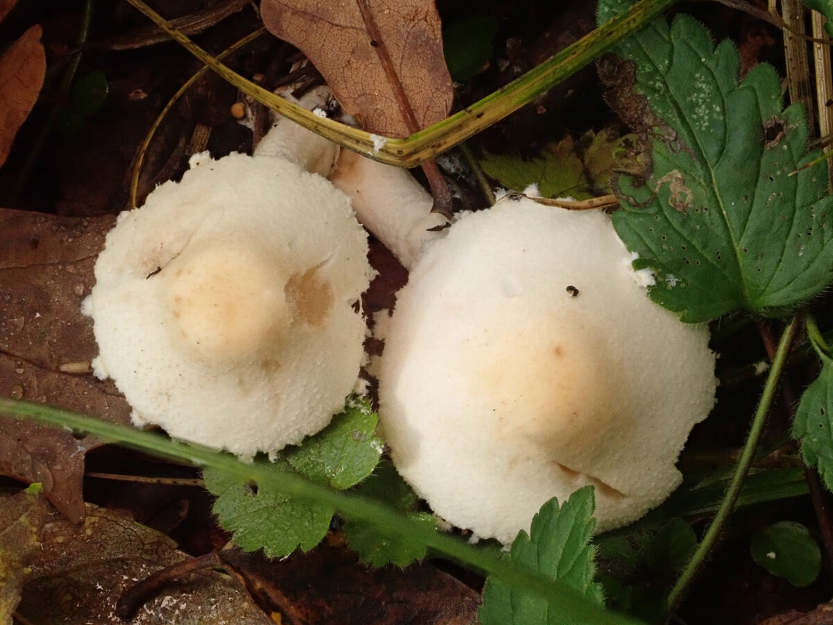 Цистодерма пахучая. Гриб считается условно-съедобным, но не собирается.