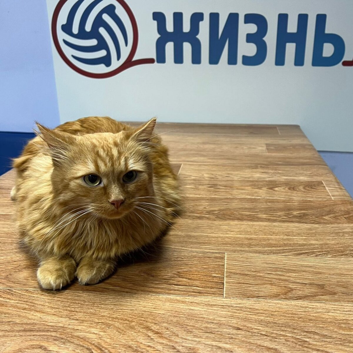 Ветеринарная клиника в Калуге Жизнь