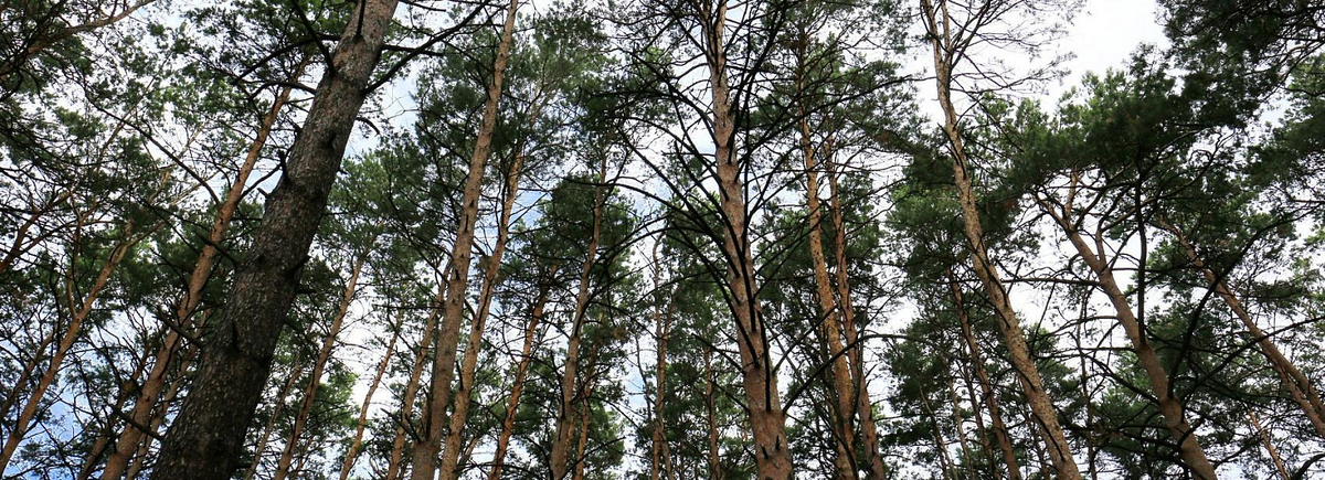 Фото: nsknews.info