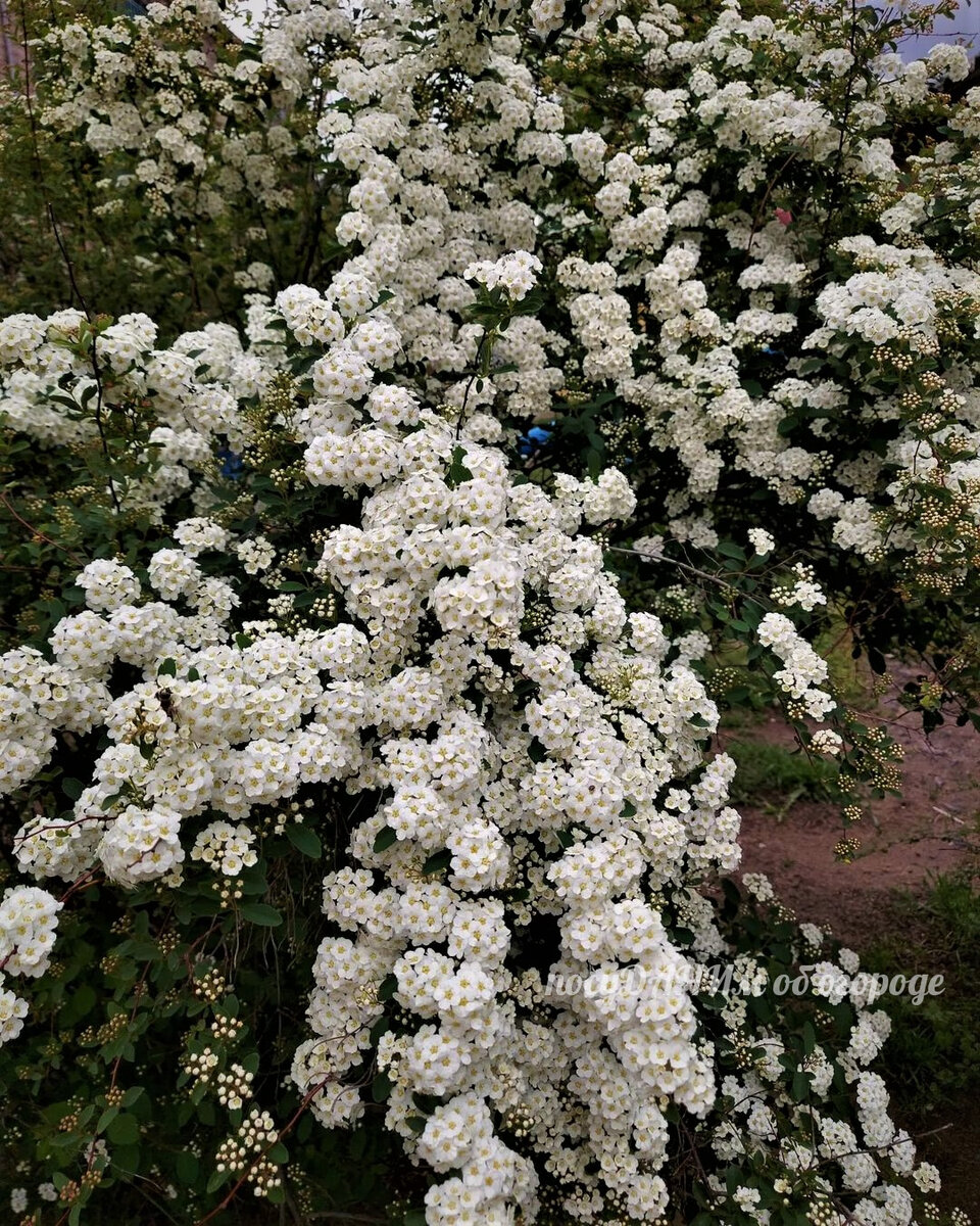 Спирея Вангутта