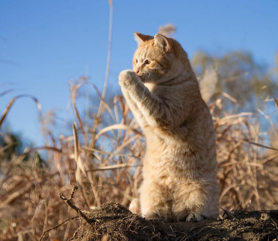 кот Васька