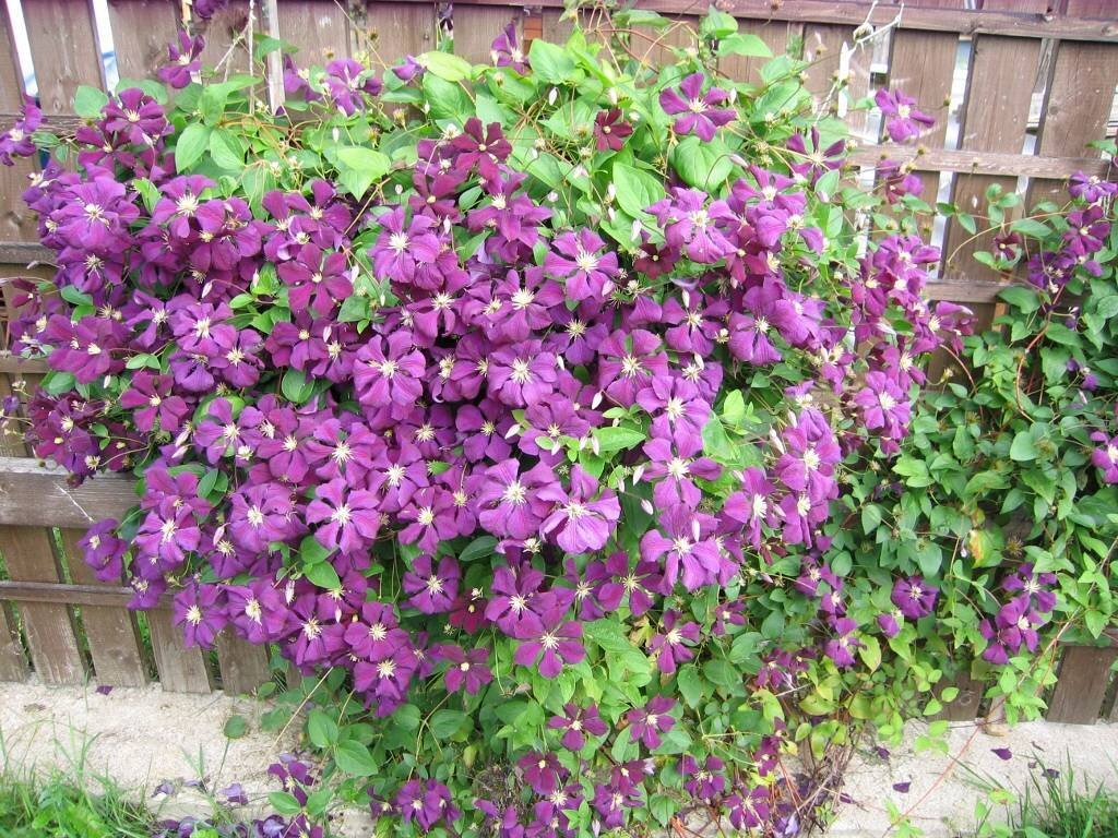 Фото из интернета