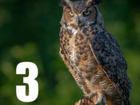     Спасатели в ЕАО придумают интересный стикер с краснокнижным животным ФОТО: телеграм-канал ГУ МЧС России по ЕАО