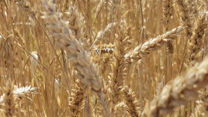    О достоинствах 2 новых сортов мягкой озимой пшеницы рассказали эксперты