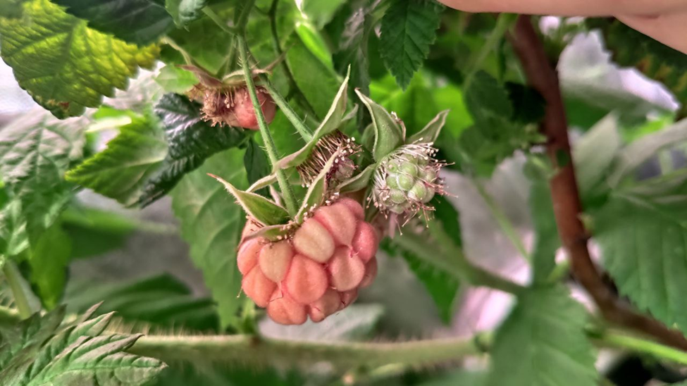 У нас тут малина цветёт в феврале😉 Еще осенью 2022 года мы купили саженцы малины и смородины.-16