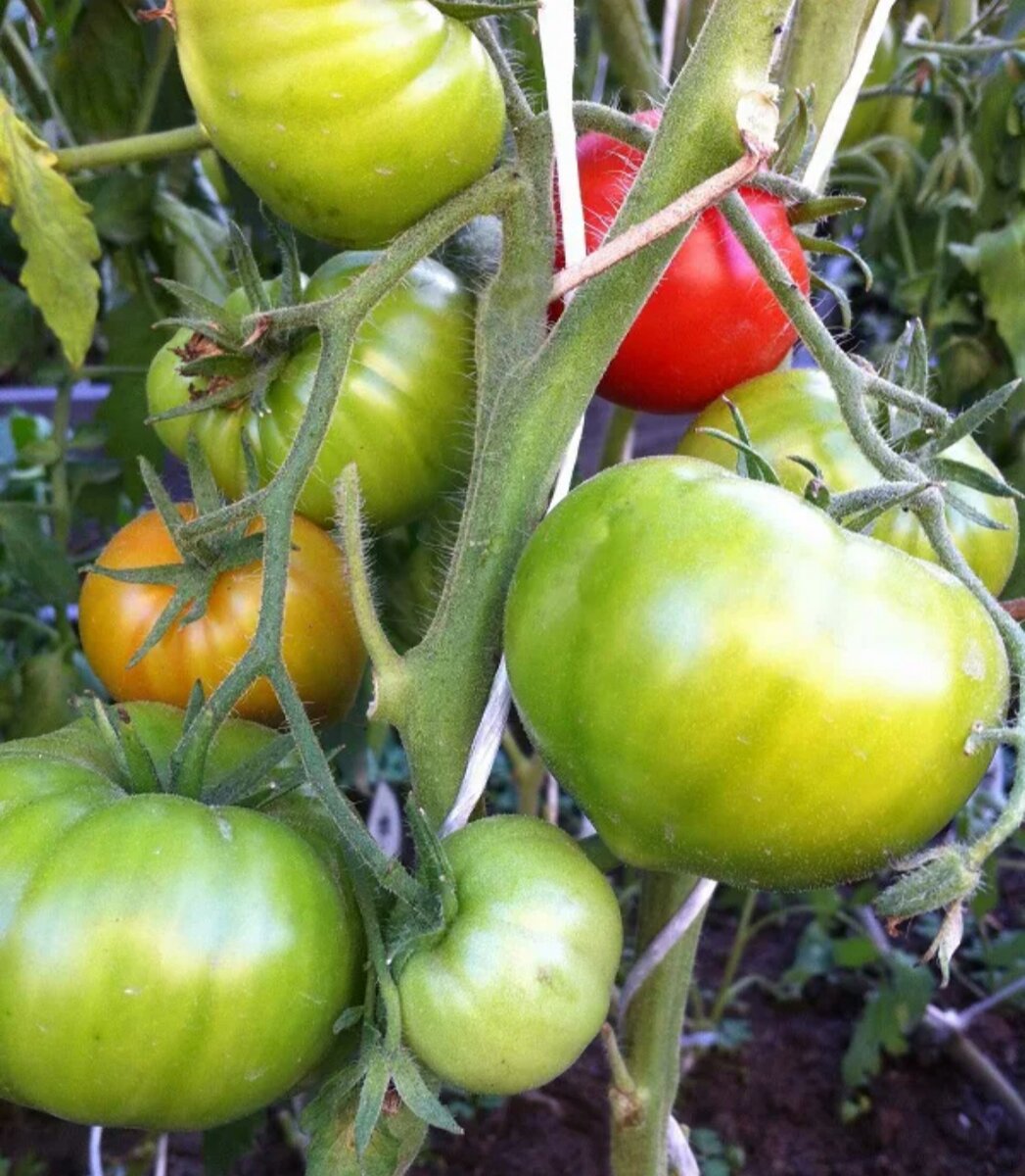 томат сердце красавицы семена. томат сердце красного дракона. аэлита томат королева сердец. томат сердце красавицы. сорт томата сердце красавицы.