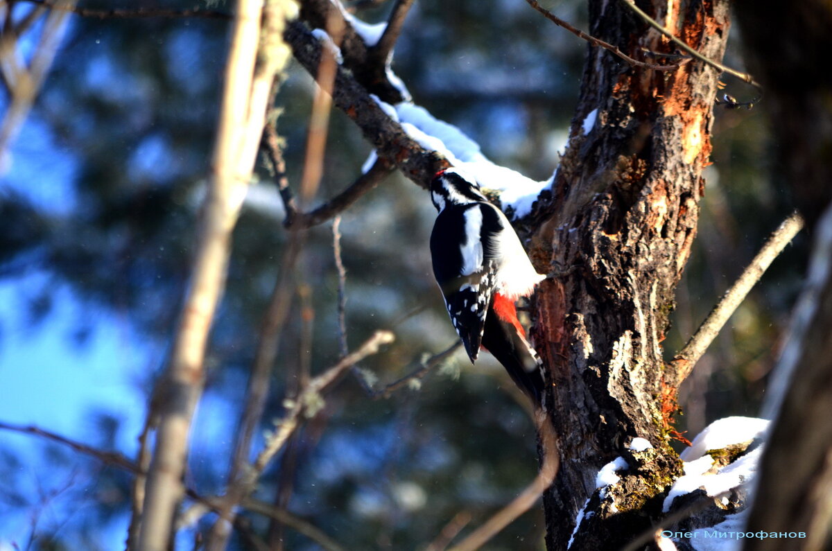 большой пестрый дятел за работой