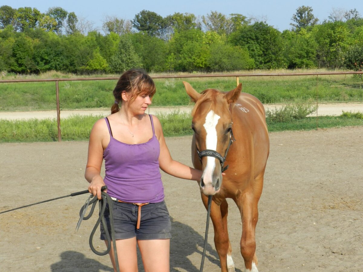 Донской жеребец Брант, 2012