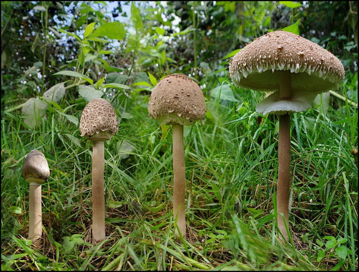 Закрытый гриб. Гриб-зонтик краснеющий (Chlorophyllum rhacodes). Зонтик пёстрый Macrolepiota procera. Гриб зонтик пёстрый пластинчатый. Гриб - зонтик пёстрый (Macrolepiota procera)..