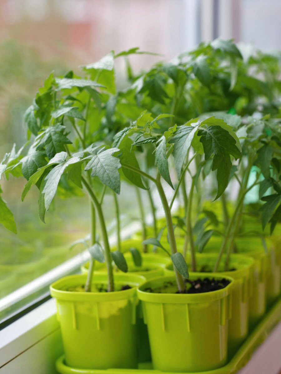 Фотография из открытых источников 