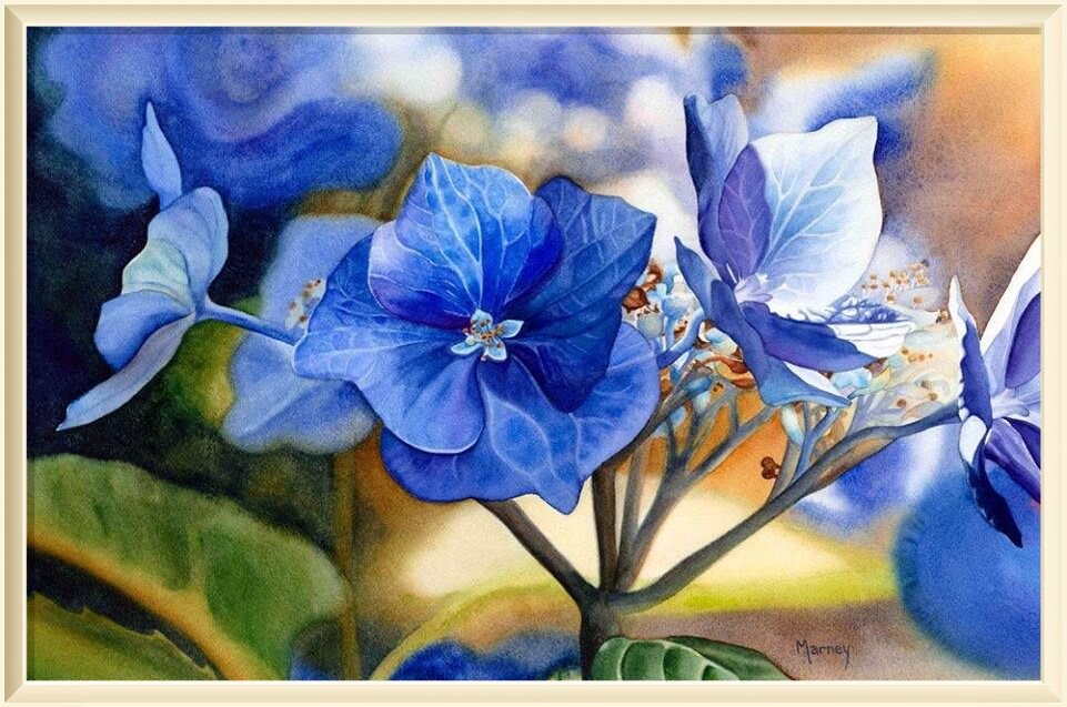  7.� Marney Ward SFCA Blue Lace Cap,  watercolour, 14x21" This is a Lace Cap Hydrangea