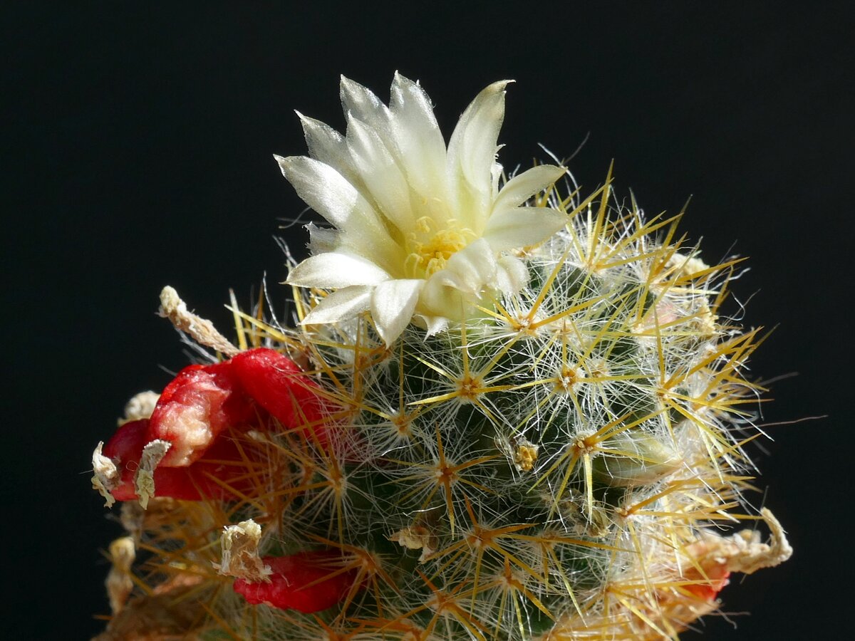 Маммиллярия побегоносная, жёлтые колючки (Mammillaria prolifera subsp. prolifera). Заказать можно на сайте Кактусёнок. РФ. Доставка по всей России. фото из открытых источников.