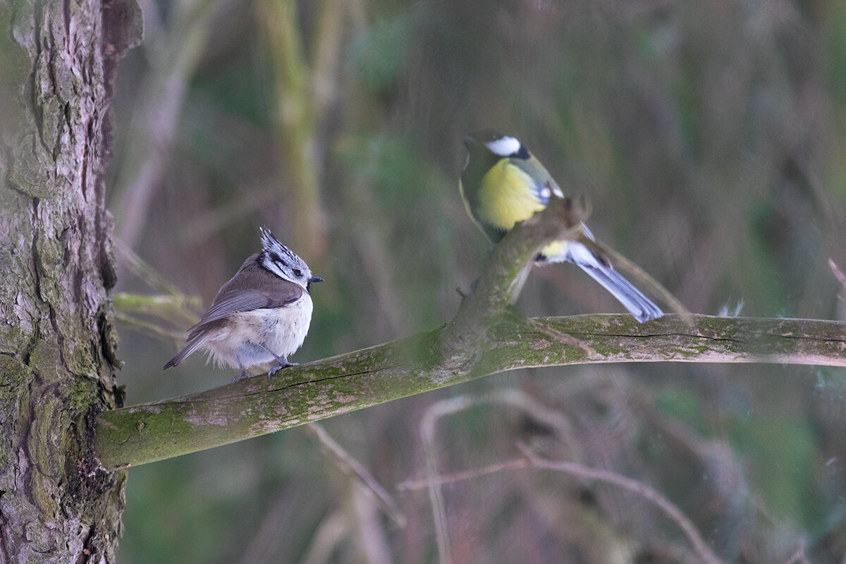Гренадёрка и большая синица