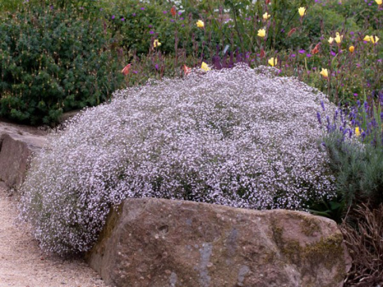 Gypsophila от лат. (любовь к гипсовому грунту) . Изображение взято из открытых источников.