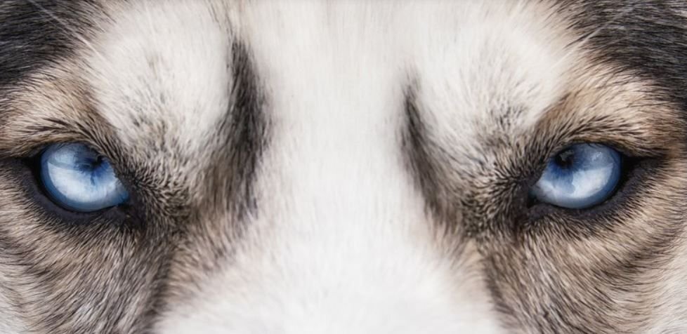      Завораживающие голубые глаза хаски