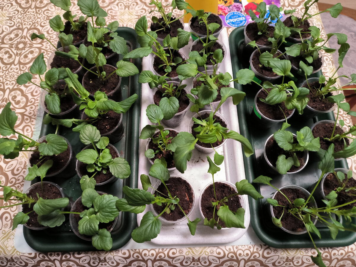 Виола пикировка рассады. Распикировать рассаду виолы. Как вырасти рассаду виола. Ампельная виола всходы. Распикировать рассаду виолы.