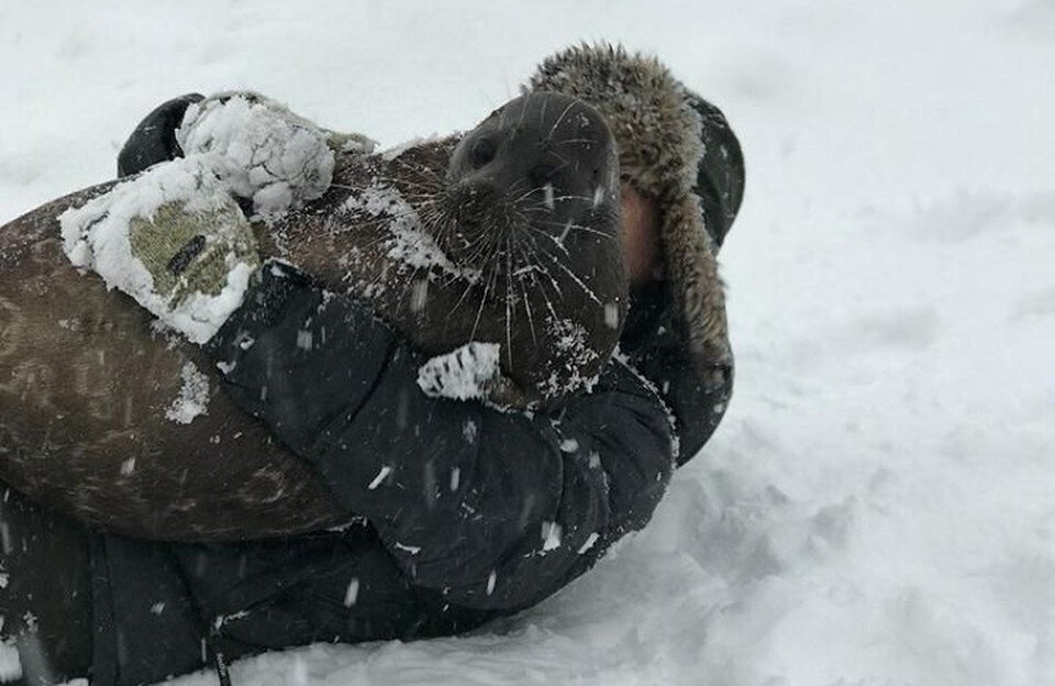     Тюлень Крошик из Петербурга отпраздновал свой седьмой день рождения. Фото: t.me/VDKSPB