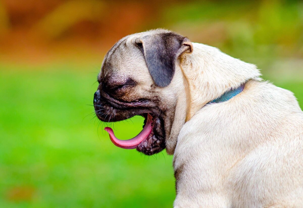 Запах изо рта у собаки – причины неприятного запаха и способы лечения