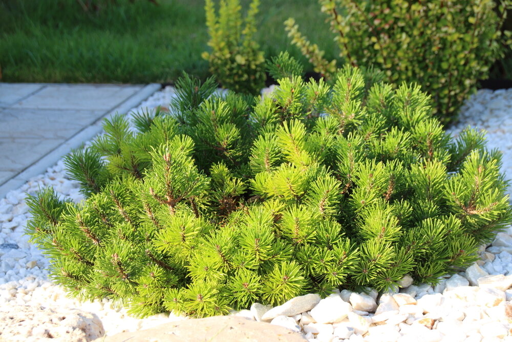    Pinus mugo var. pumilio в каменистом саду