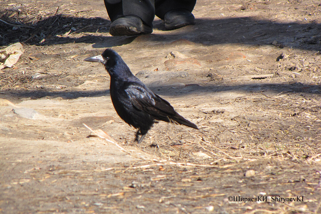 ГРАЧ Corvus_frugilegus
Транскрипция - корвус_фругилегус
