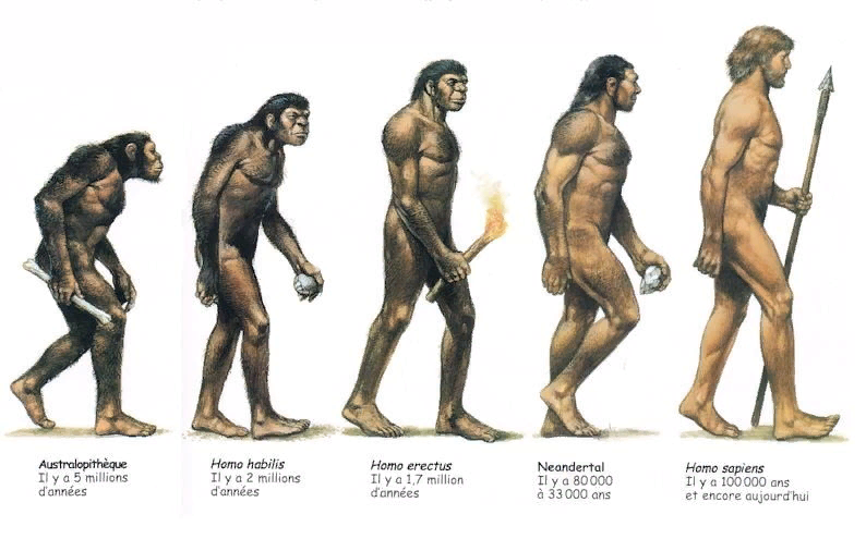 Homo being. Хомо хабилис австралопитек. Эволюция человека хомо сапиенс. Хрпмосапиенс Эволюция. Хомо сапиенс хомо Эректус хомо хабилис.