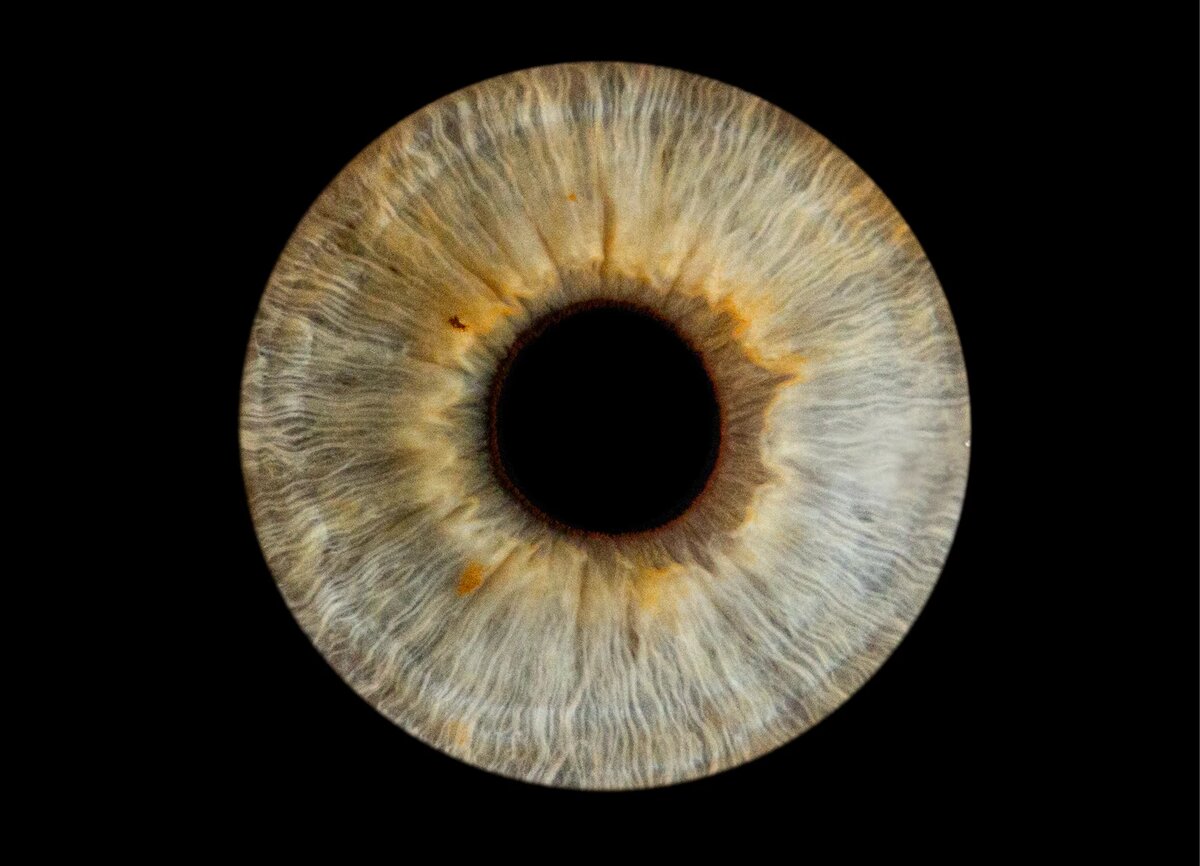 Зеленые глаза с оттенком серого говорят о том, что Цветотип человека относится к мягкой группе