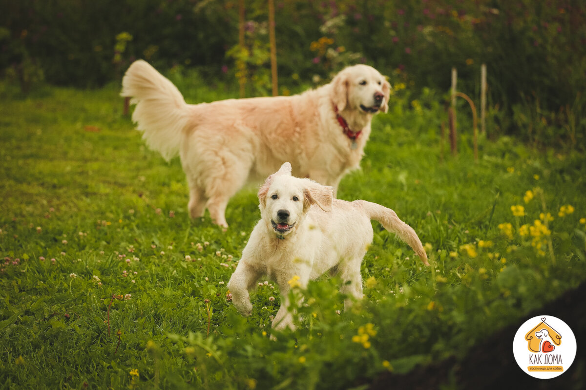 Золотистые ретриверы Эмили и Чарли
