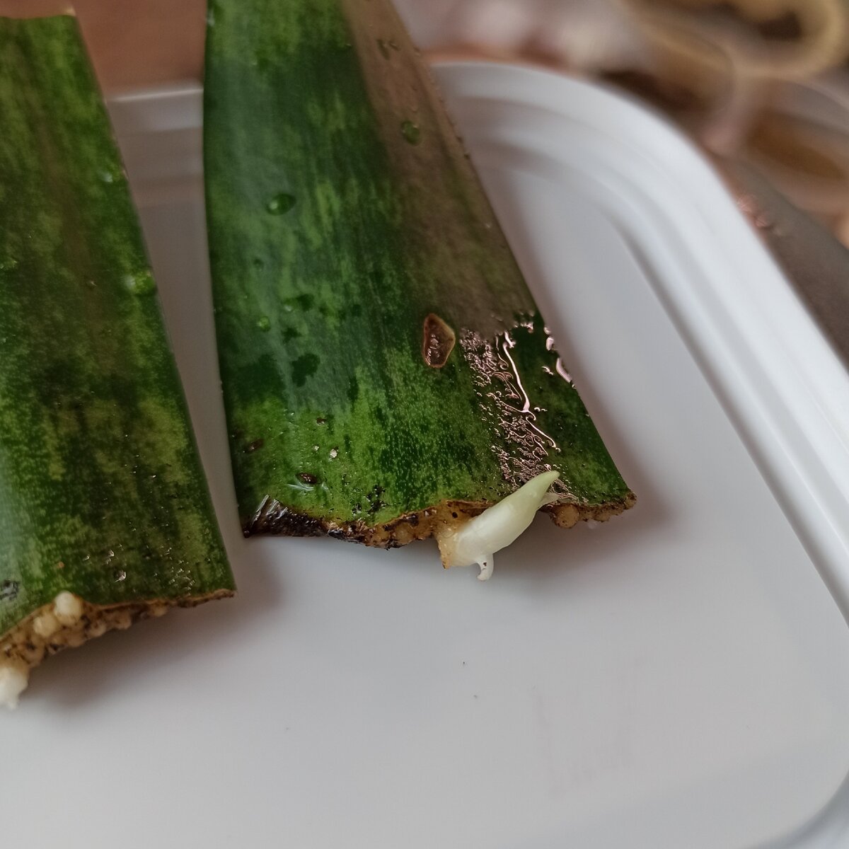 Результат укоренения фрагментов листа в грунте