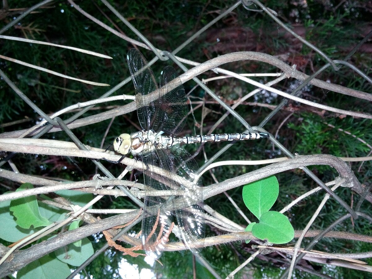 Фото автора