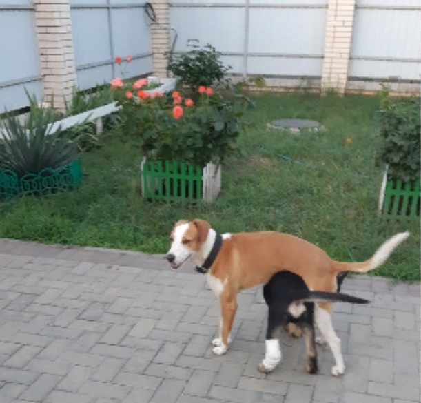 Скоро придётся возить Дику Рекса на себе. А раньше свободно проходил под ним.