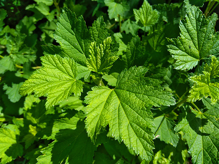 Молодой кустик черной смородины