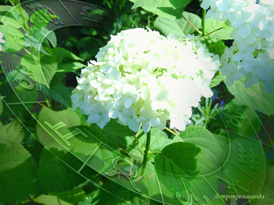 Коллаж Нины Стрелковой.