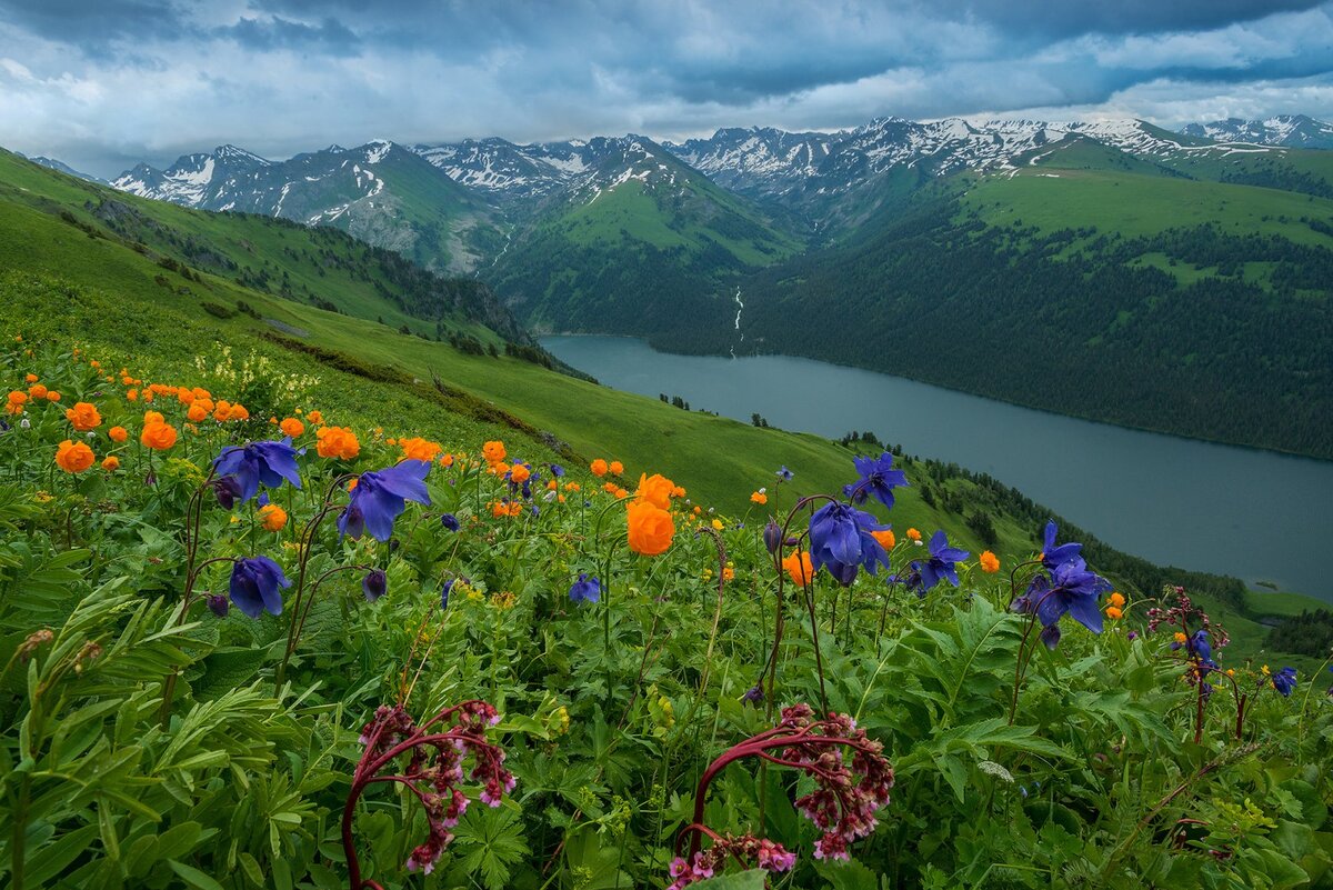 Заказники Алтая