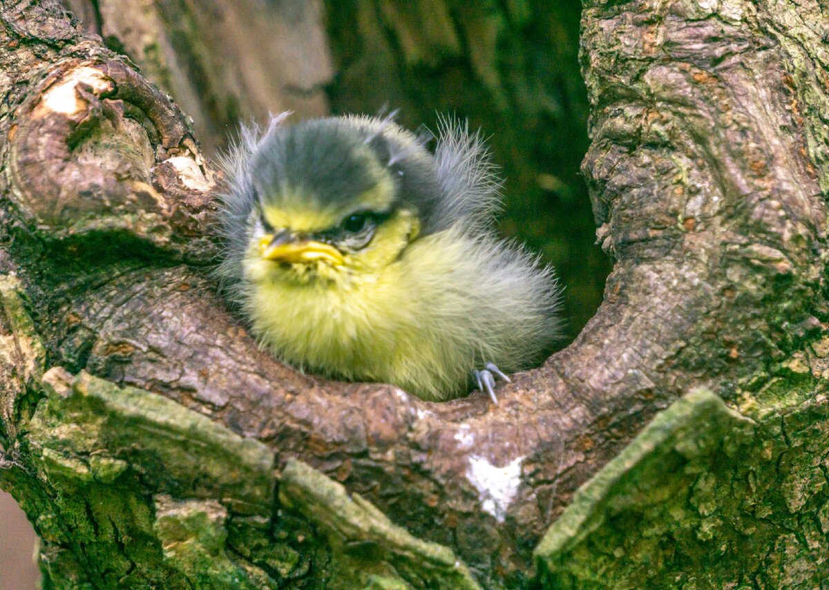 Птенчик синицы фото