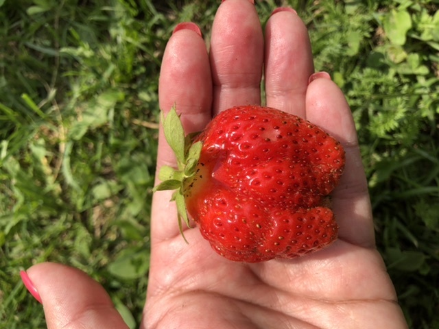 Личное фото автора. Так ранете ягода на грядке с мульчей. И собирать быстро и есть вкусно)