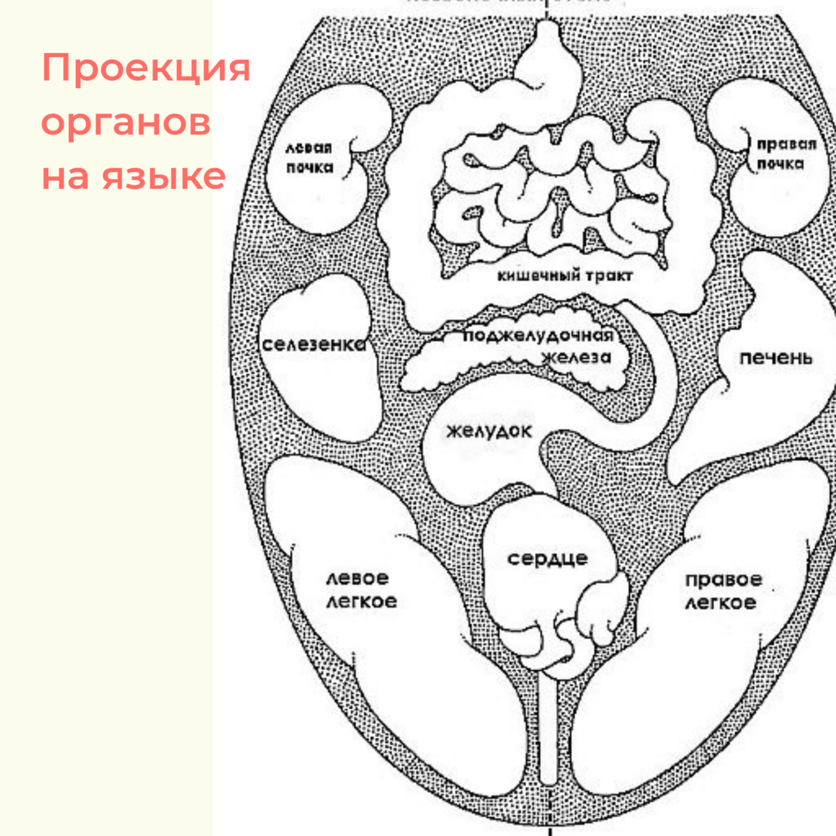 Проекция органов