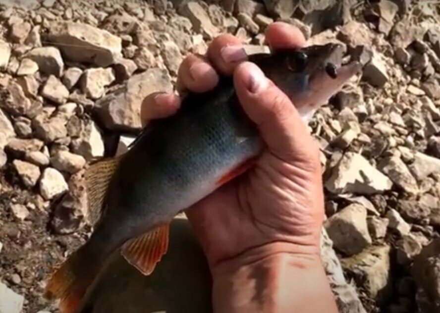 Ловля окуня на пиявку.