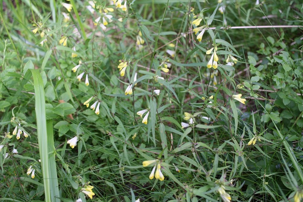 Марьянник луговой