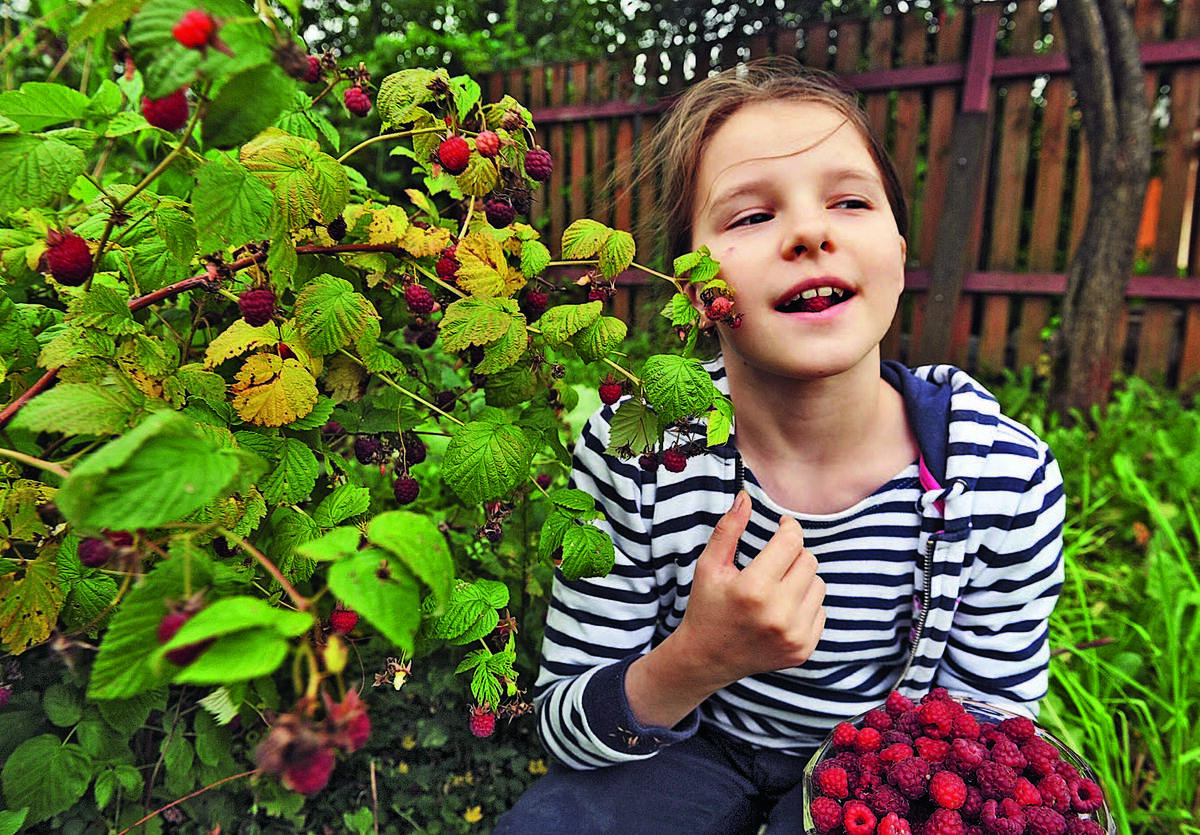 Как ухаживать за ремонтантными и обычными сортами малины? | Белорус и Я ...