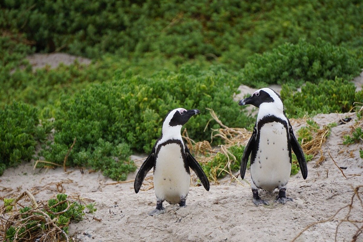 Pinguim-de-magalhães