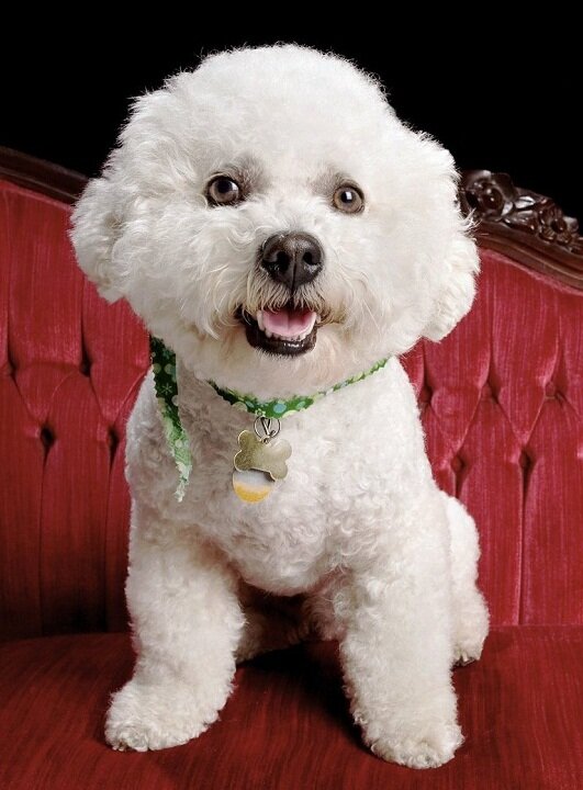 Бишон фризе