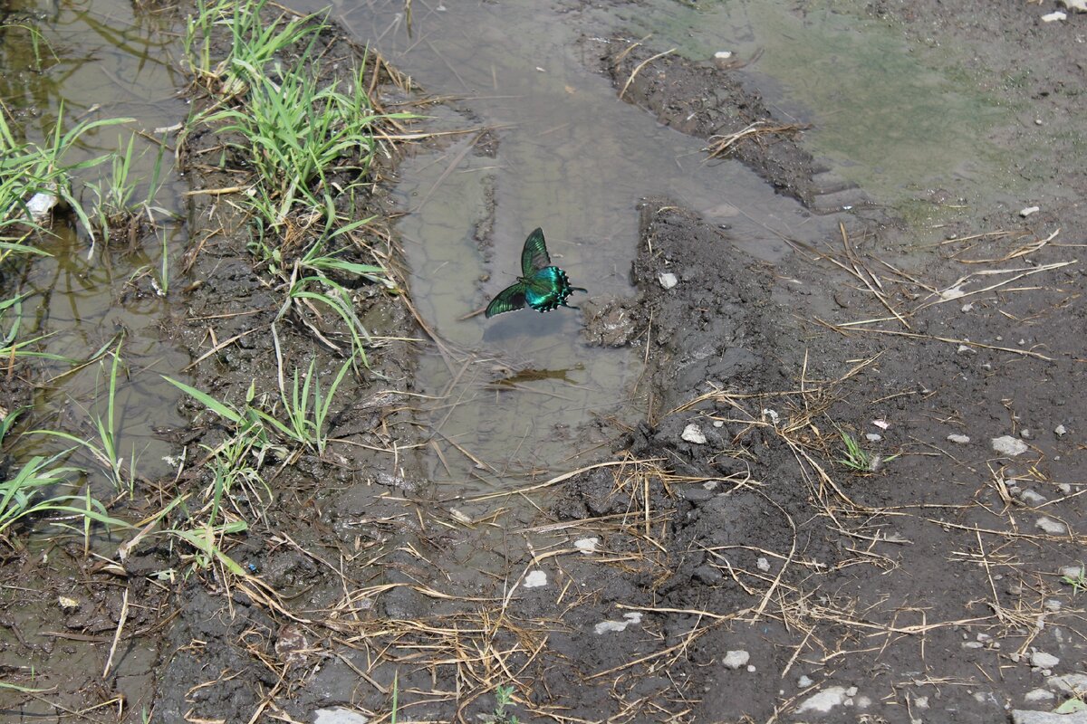 Парусник Маака