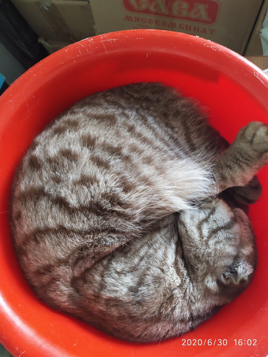 кошки - это жидкость
