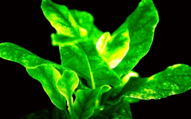 Светящиеся растения.